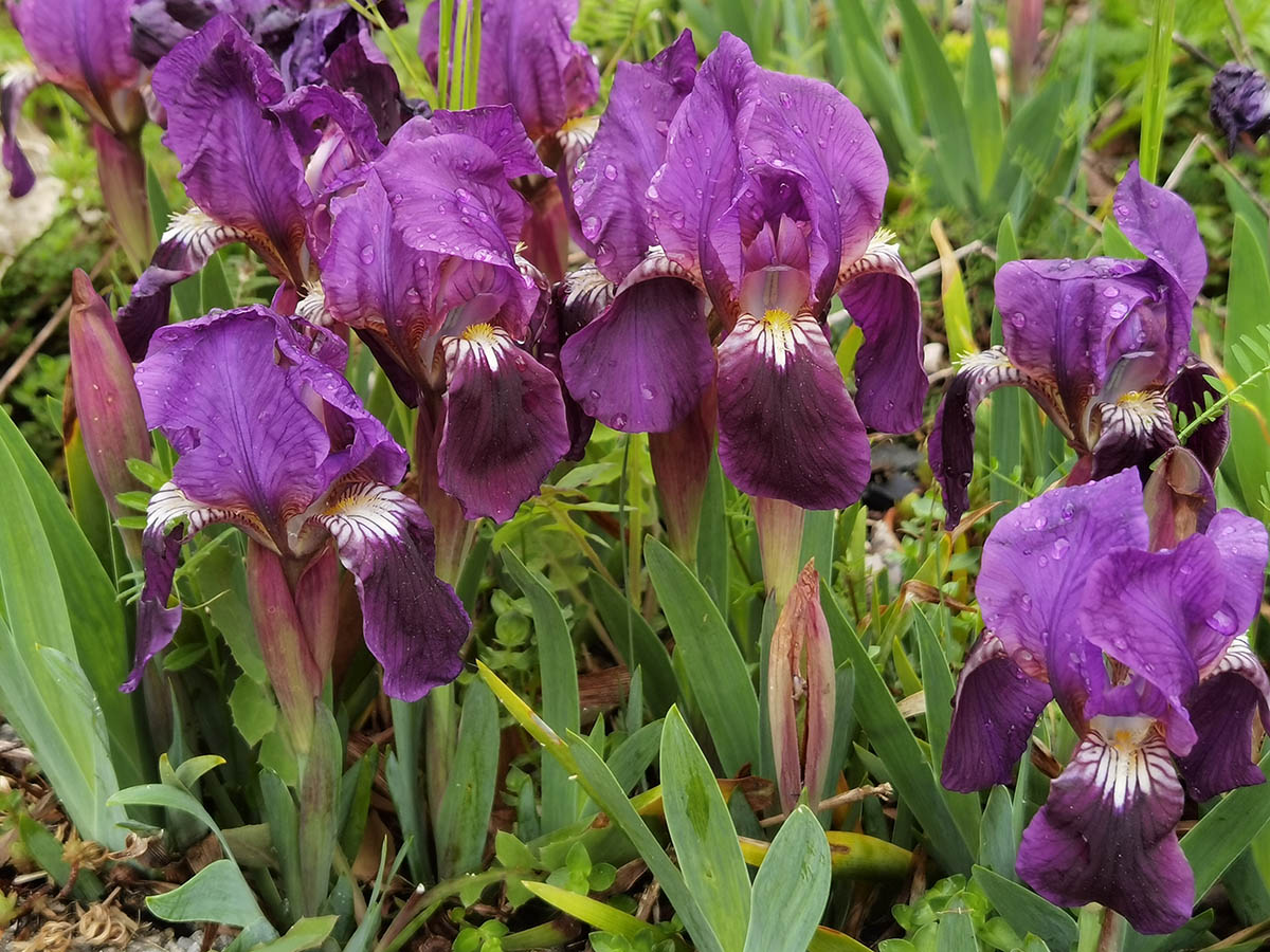 Iris pumila 'violet' 3
